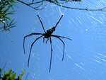 IMG_0235A