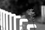 IMG_2948A_BW