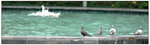 DSC_5456 copy