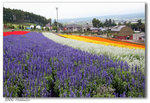 200608Hokkaido-11 640
