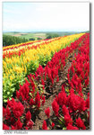200608Hokkaido-12 640