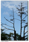 200608Hokkaido-26 640