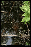 IMG_1651 copy640
