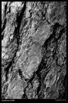 IMG_1732a copy640
