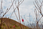 DSC_2518-2