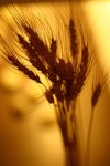 IMG_1264