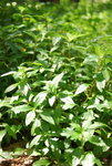 DSC_6326