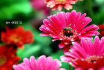 DSC_6377i