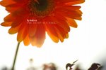 MWS_8104