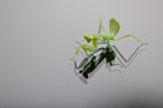 IMG_3189-2