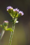 _MG_8719