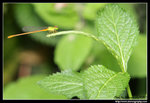 IMG_5670