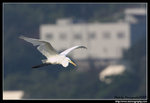 IMG_6910