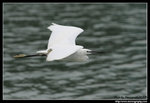IMG_8608