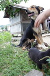 Doggie_001
