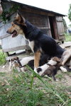 Doggie_004