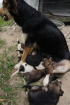 Doggie_006
