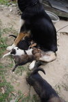 Doggie_007