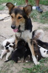 Doggie_008