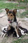 Doggie_009