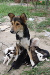 Doggie_010