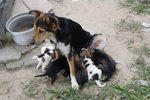 Doggie_012