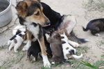 Doggie_013