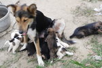 Doggie_014