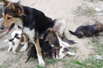 Doggie_015