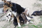 Doggie_016