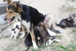 Doggie_017