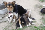Doggie_018