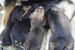 Doggie_019