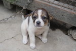Doggie_022