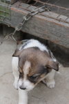 Doggie_023