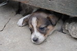 Doggie_025