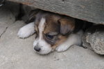 Doggie_026