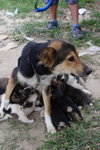 Doggie_027