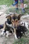 Doggie_028
