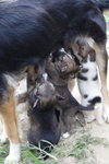 Doggie_031