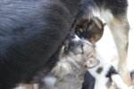 Doggie_036