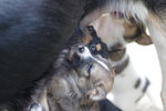 Doggie_038