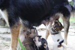 Doggie_041