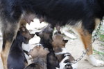 Doggie_047