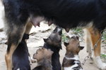 Doggie_048