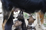 Doggie_049