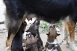 Doggie_050