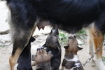 Doggie_051