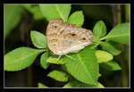 FungYuen_001_20051002