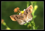 FungYuen_002_20051002
